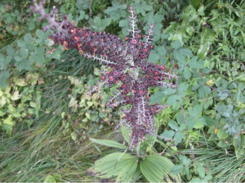 Veratrum nigrum / Veratro nero